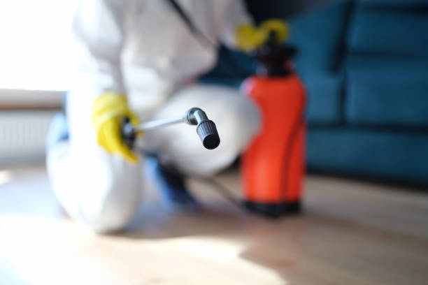 Professional Mold Removal in St Martinville, LA